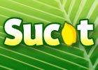 Sucot